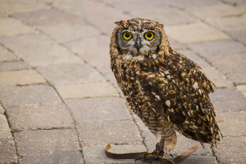 Spotted eagle-owl