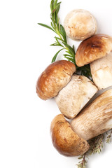 cep mushrooms