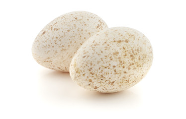 Turkey eggs