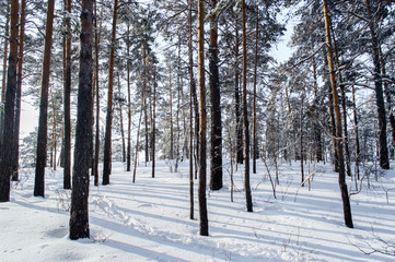 Fototapeta premium Birch and pine forest
