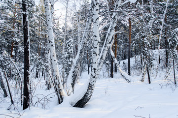 Birch and pine forest