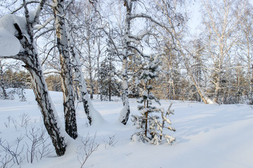 Birch and pine forest