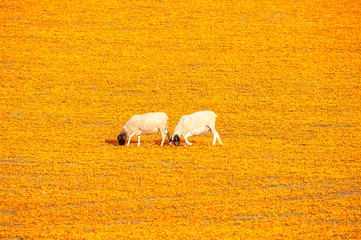 Sheep in a carpet of flowers