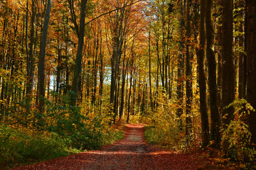 Sunny colorful autumn, forest road