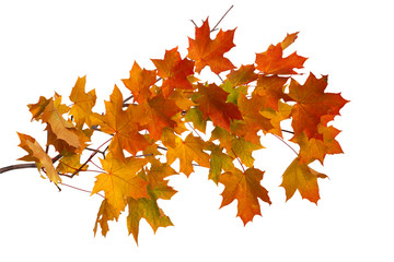 Branch of autumn leaves isolated on white background
