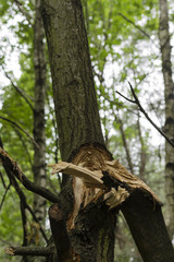 broken branch from a tree trunk