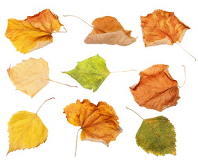 set dry autumn yellow leaves isolated white background, with clipping path