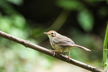 Puff-throated Babbler