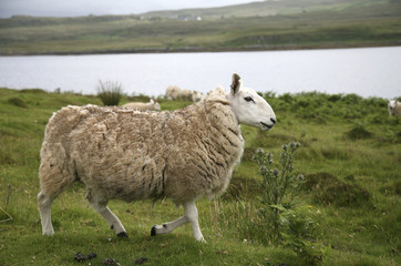 Great Britain, Scotland, Isle of Skye, sheep