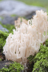Clavulina pyxidata mushrooms
