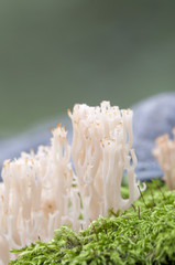 Clavulina pyxidata  mushrooms