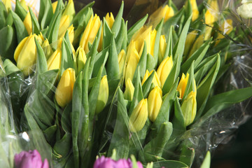 Gelbe Tulpen am Blumenstand in der  Markthalle Kassel