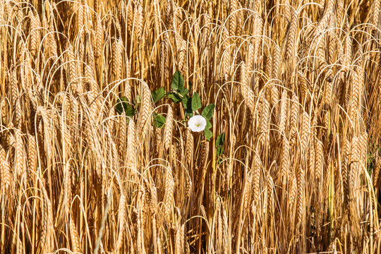 Ackerwinde im Kornfeld