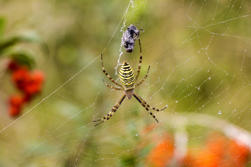 Spider with prey