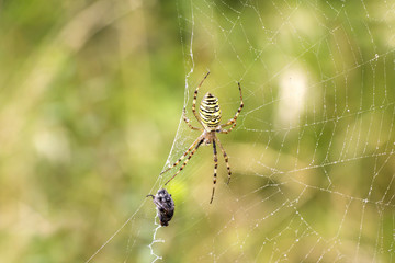 Spider with prey