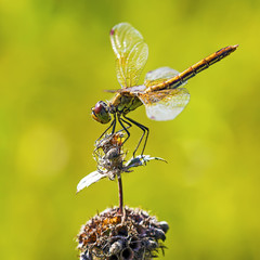 Желтая Стрекоза (Sympetrum flaveolum)