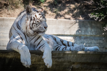 white bengal tiger lying and drinking water
