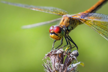 Желтая Стрекоза (Sympetrum flaveolum)