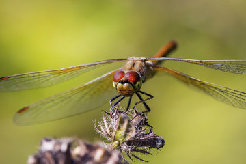 Желтая Стрекоза (Sympetrum flaveolum)