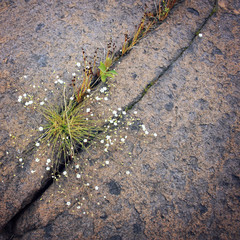 Wild flowers growing in the crack of volcanic rock.
