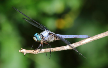 Closeup of blue dragonfly.