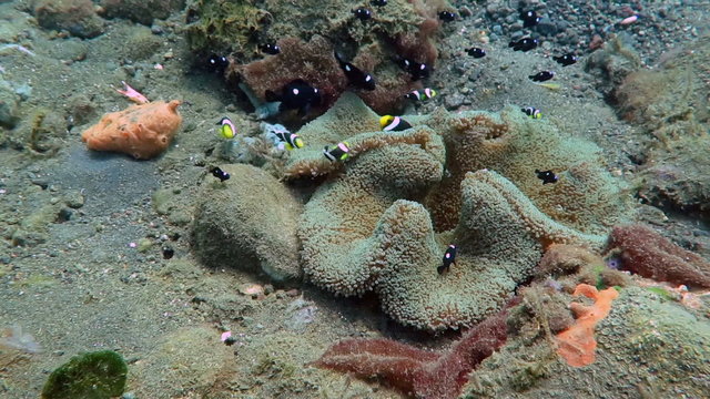 Clark s Anemone fish in coral reef, Bali Sea