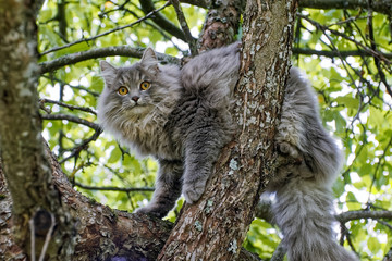 Kitten on tree