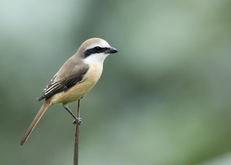 A Brown Shrike