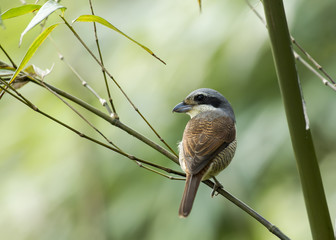 A Tiger Shrike