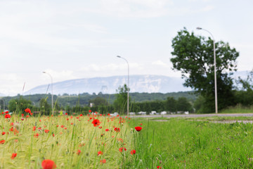 red poppy in the afternoon.