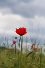 red poppy in the afternoon.