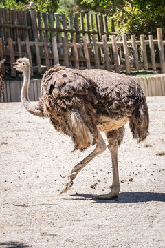 adult female ostrich running on a sunny day
