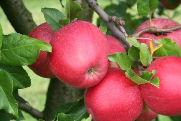 mele rosse Gala sull'albero