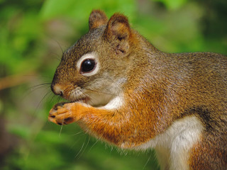 Squirrel in the park (taken in Toronto, Ontario, Canada).