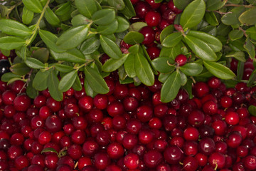 cowberry 