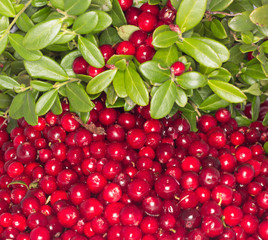 foxberry 