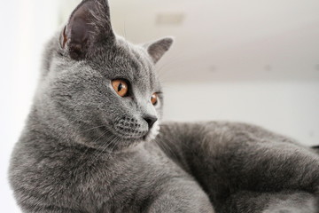 Britisch Kurzhaar Katze