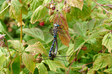 Dragonflies Mating