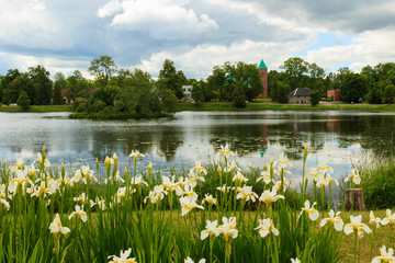 Fototapeta na wymiar White irises on the lake
