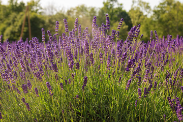 Lillac lavender meadow