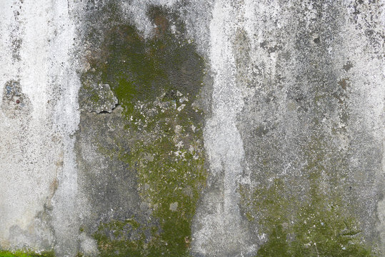 concrete wall with grunge texture and moss green algae , texture