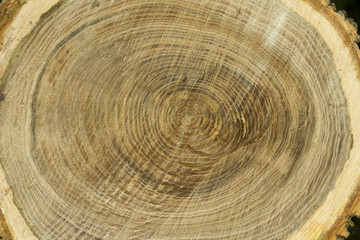 Naklejka premium cut wood texture