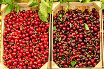 Close up on ripe red and yellow cherries in crates at the market. Display of many types of cherries.