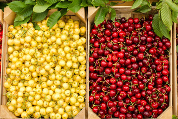 Close up on ripe red and yellow cherries in crates at the market. Display of many types of cherries.
