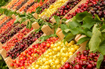 Close up on ripe red and yellow cherries in crates at the market. Display of many types of cherries.