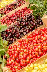 Close up on ripe red and yellow cherries in crates at the market. Display of many types of cherries.
