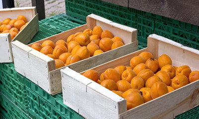 Organic and fresh apricots