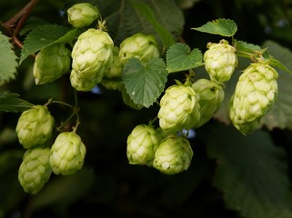 green female cones of hop
