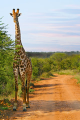Naklejka premium Giraffe on dirt road at sunset