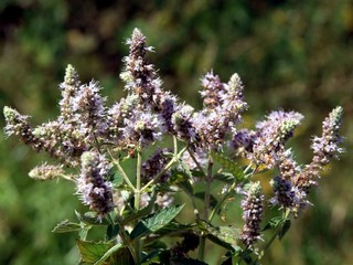 mint herb with lila flowers on meadow